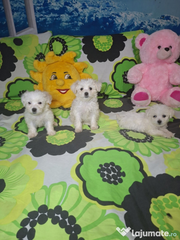 Pui bichon maltez cu carnet de sănătate