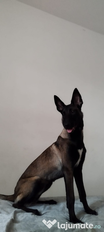 Malinois (ciobănesc belgian)