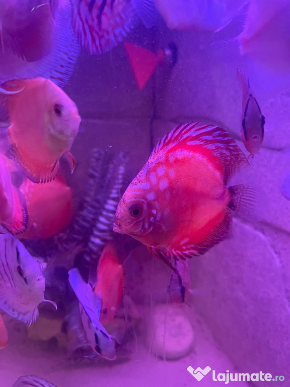 Cichlide Americane Discus