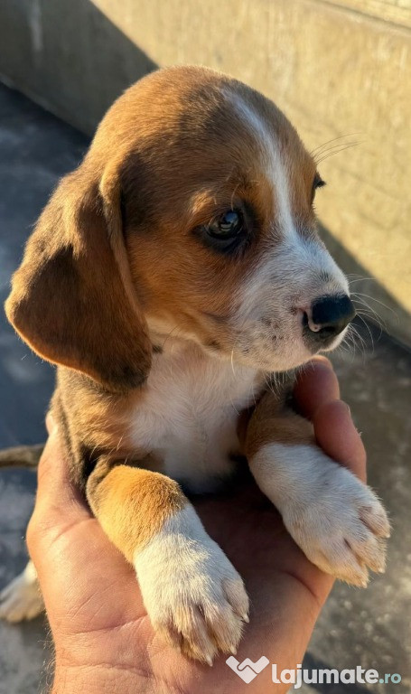 Pui beagle mascul