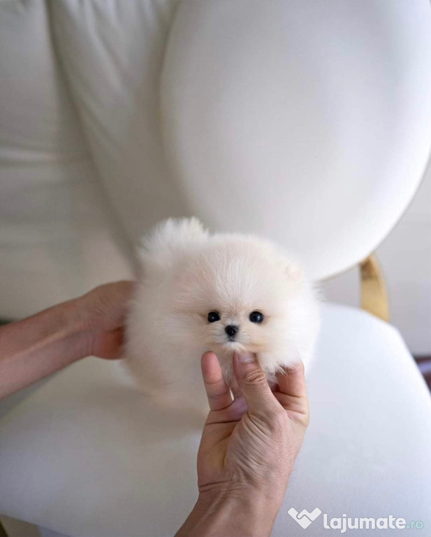 Pomeranian mini toy