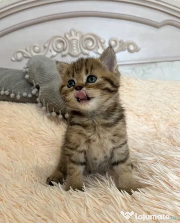 British shorthair puiuți superbi