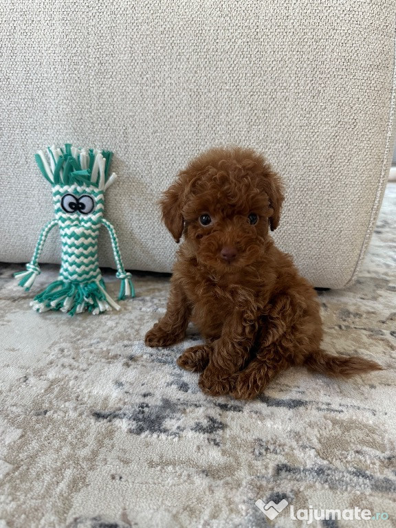 Pudel toy de vanzare adorabil