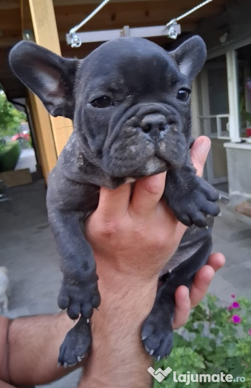 Pui bulldog francez rasă pură, sănătoși și jucăuși