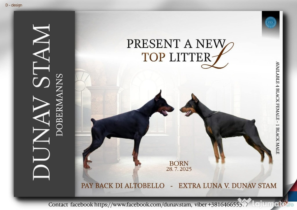 Doberman – Pui Frumoși