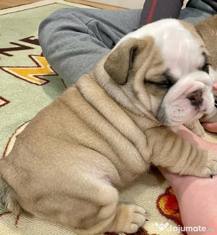 Pui de bulldog buldog englez