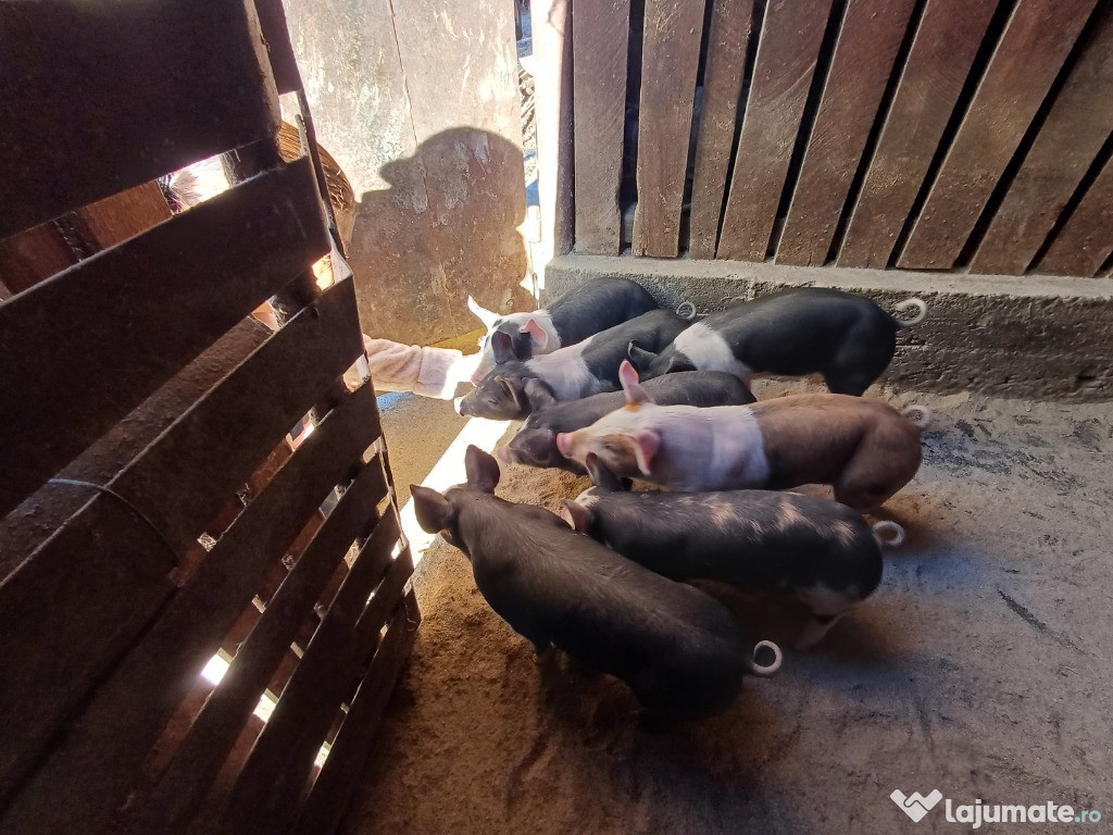 Purcei de vânzare Greci