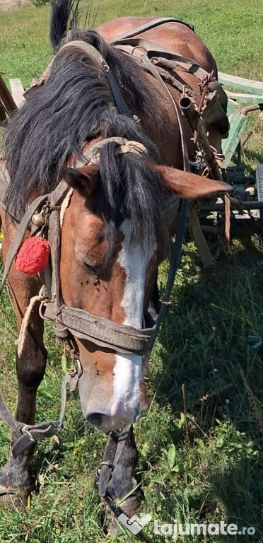 De vânzare cal (iapă) cu ham și căruță