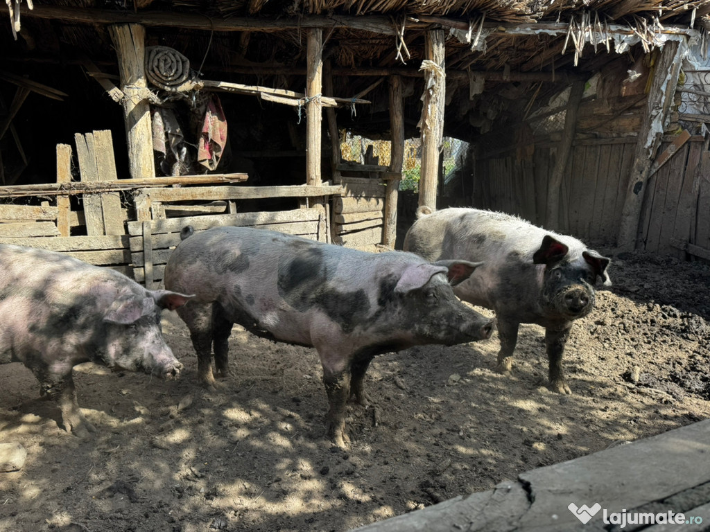 Porci mari de carne