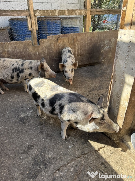 Vand porci vietnamezi