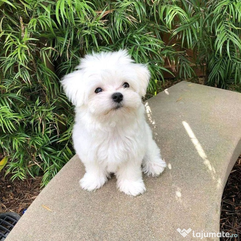 Bichon maltez alb mini toy femela
