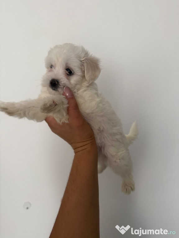 Bichon maltez băiețel 7 săptămâni