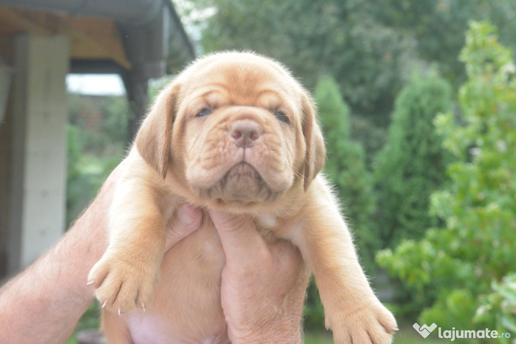 Dogue de Bordeaux (Mastiff de Bordeaux) pui frumoși