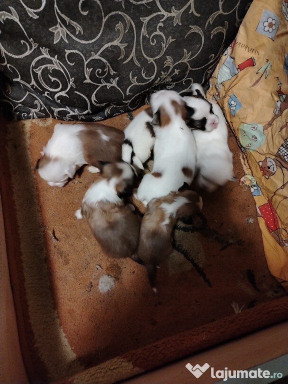 Donez pui cățel rasa Shih Tzu