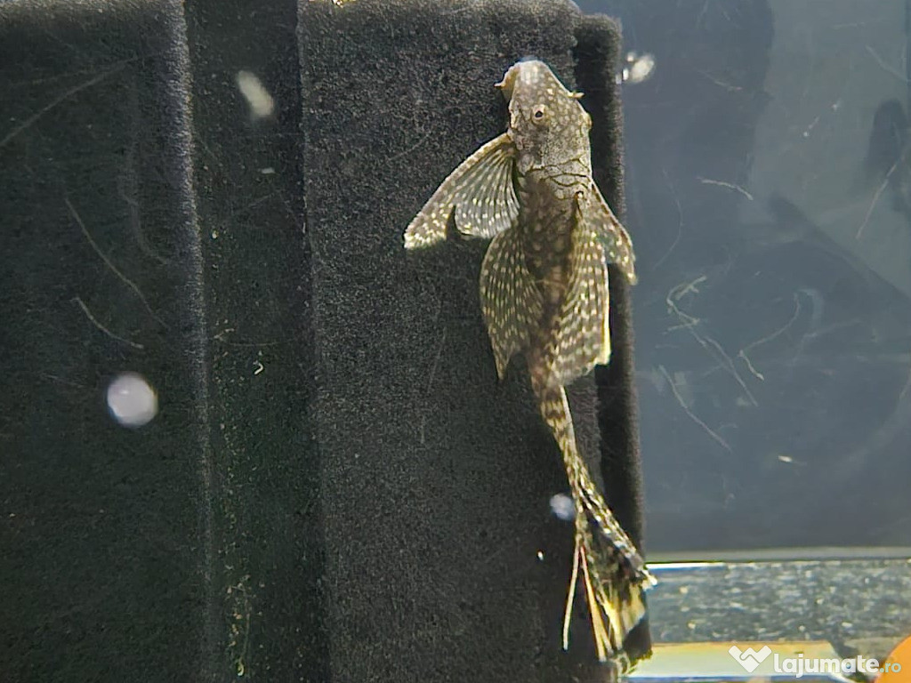 Ancistrus: Voalat,Clasic,Super Red,Gold Albino
