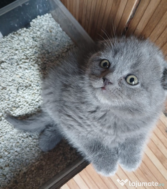 Scottish fold blue