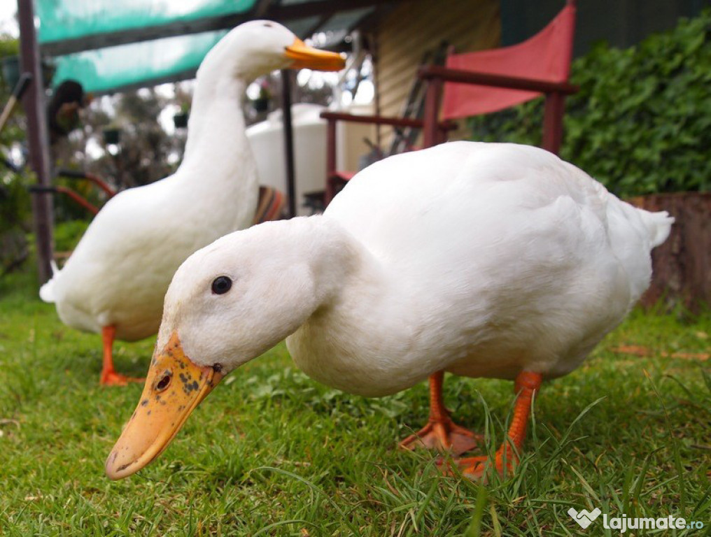 Vand rate pekin albe de carne crescute bio