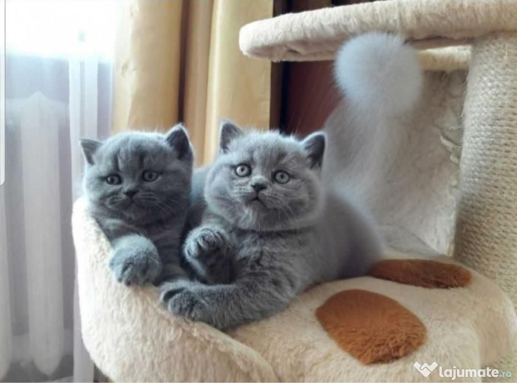 British shorthair pui superbi