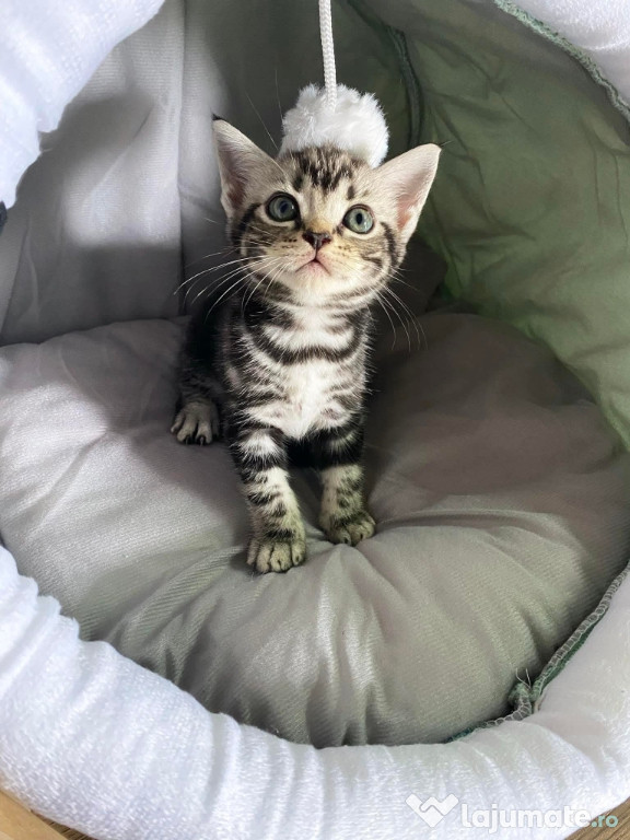 American shorthair