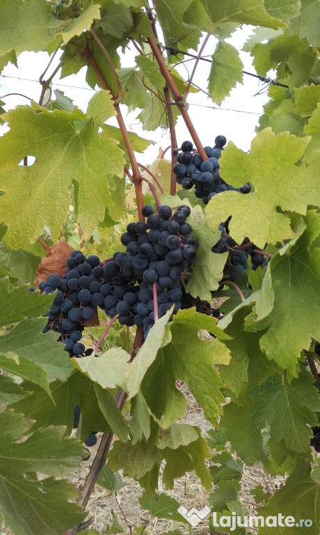 Struguri - MERLOT - Bordesti, VRANCEA