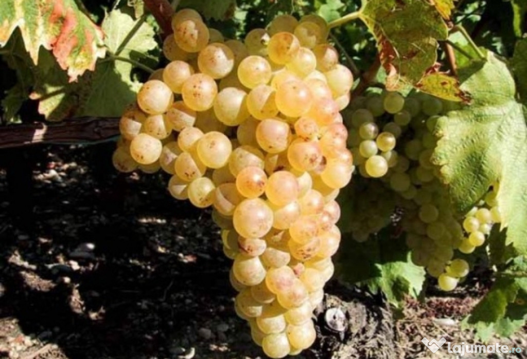 Struguri de vin de inalta calitate + Transport Gratuit