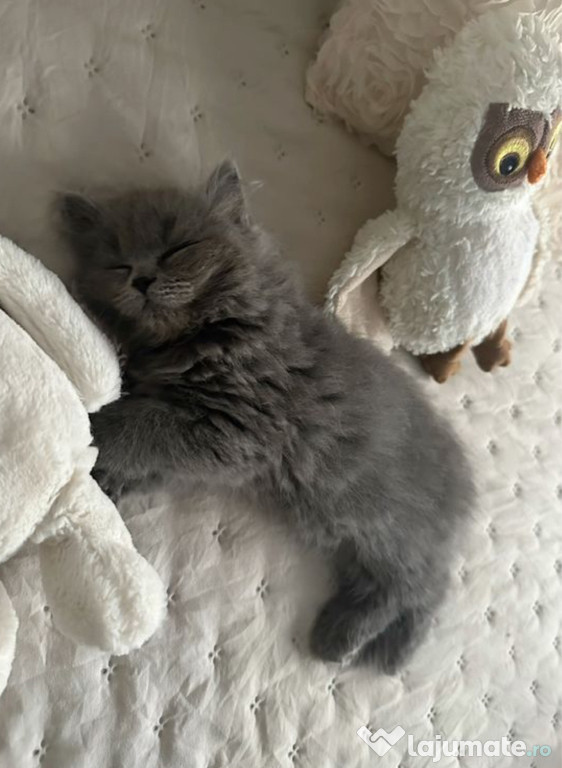 British shorthair