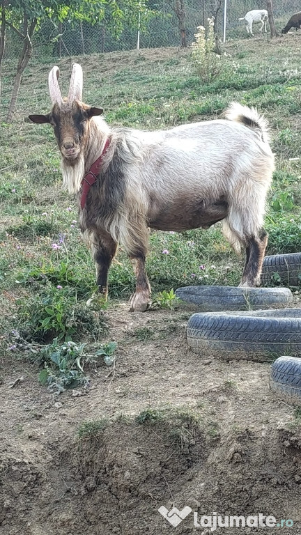 Tap metis alpin de vânzare