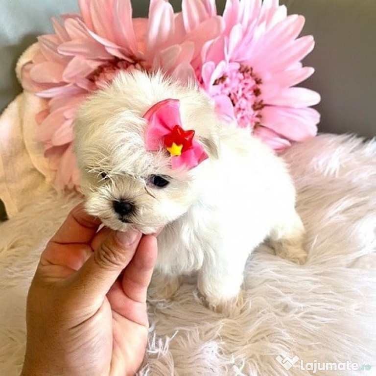 Bichon maltez vaccinat