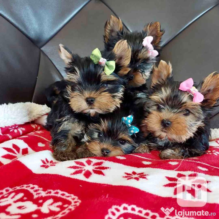 Yorkshire terrier pui vaccinat regulat sănătos