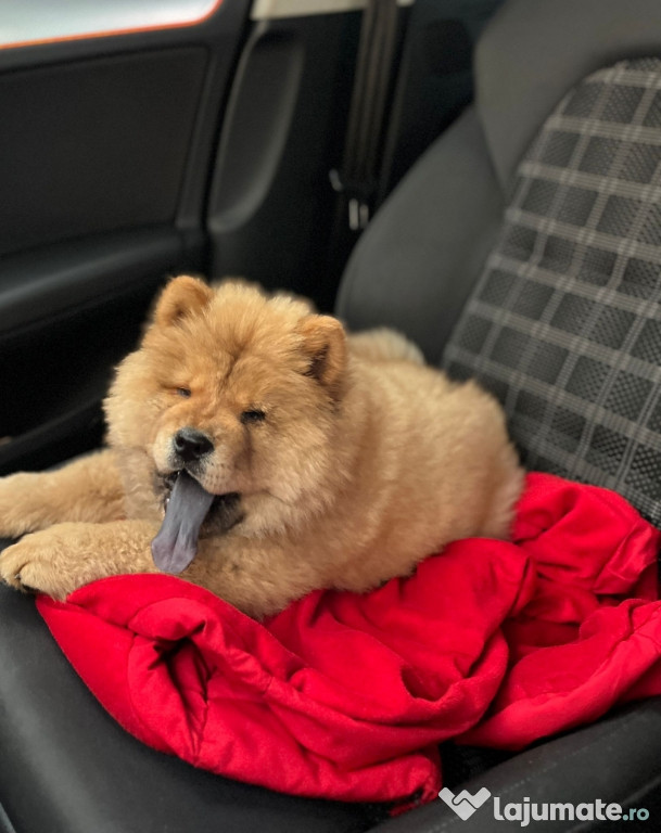 Chowchow rasa pura