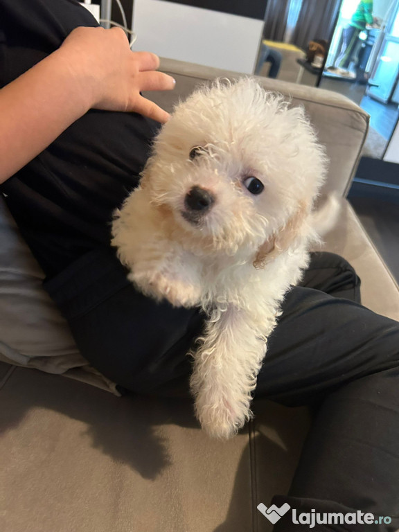 Bichon maltez alb pufos femela