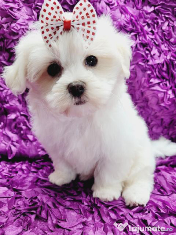 Bichon maltez alb talia mica
