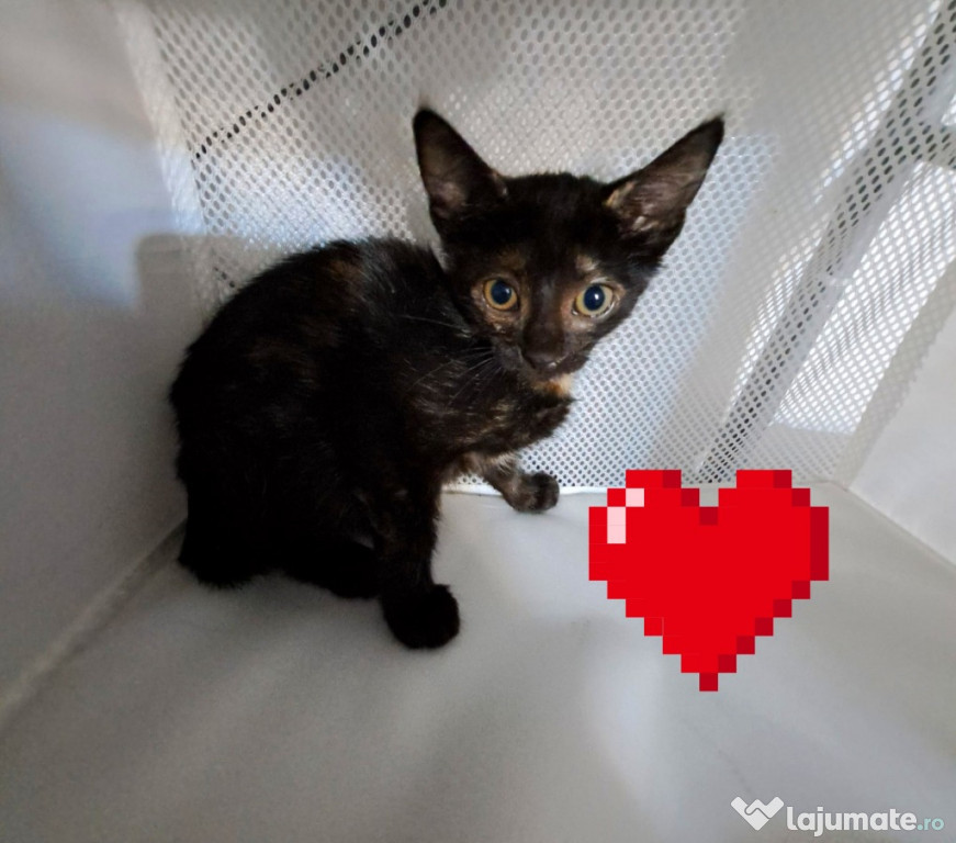 Adoptie pui de pisica tortoishell Ruby