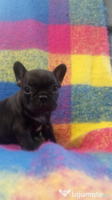 Bulldog francez.