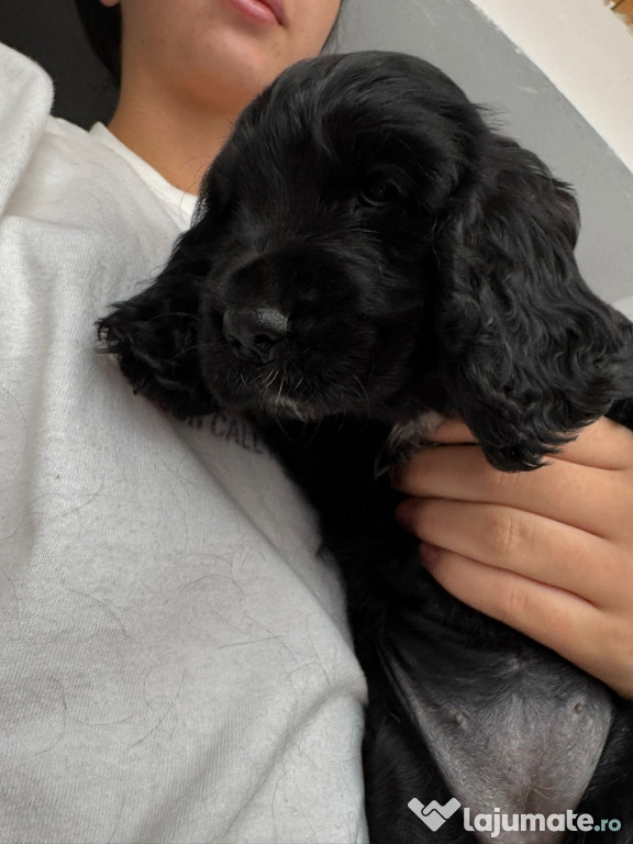 Cocker spaniel englez negru