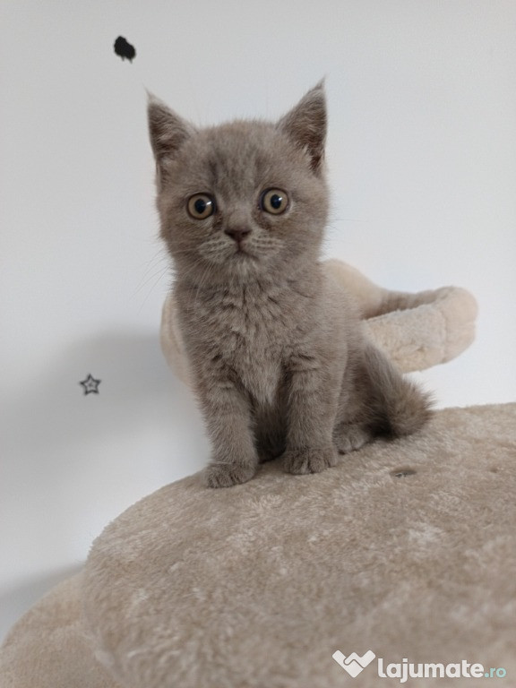 Vând pisicuțe british shorthair blue și crem