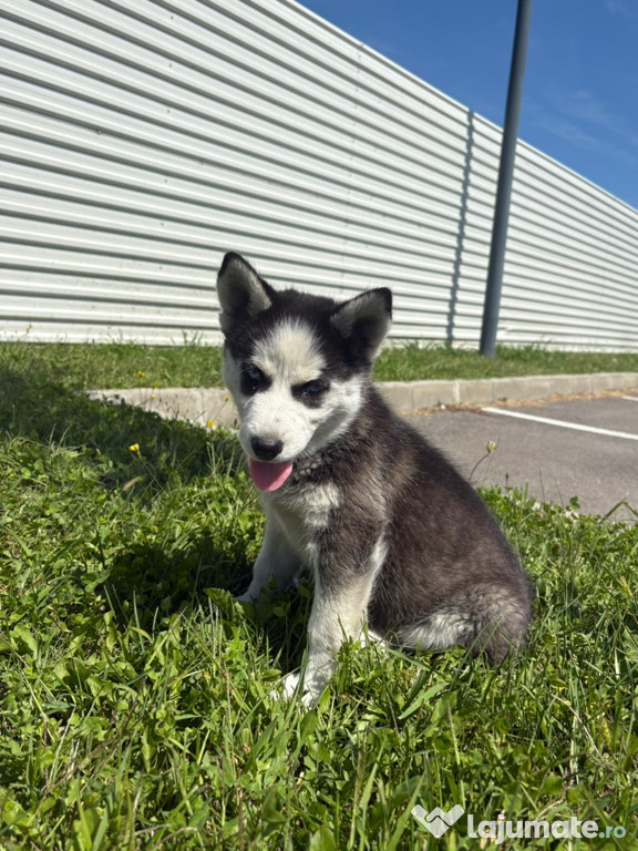 Vând Pui De Husky