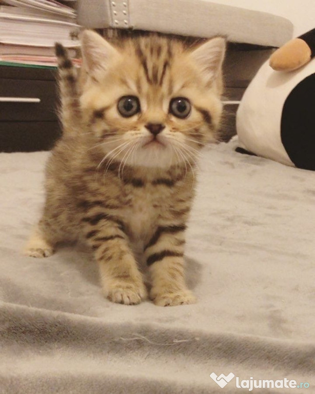 British Shorthair Brown