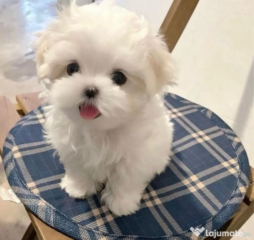 Bichon maltesse alb canisa autorizata