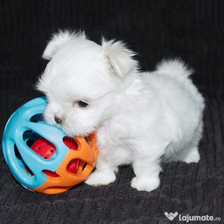 Bellissimi cuccioli di Maltese in vendita: compagni eleganti per case