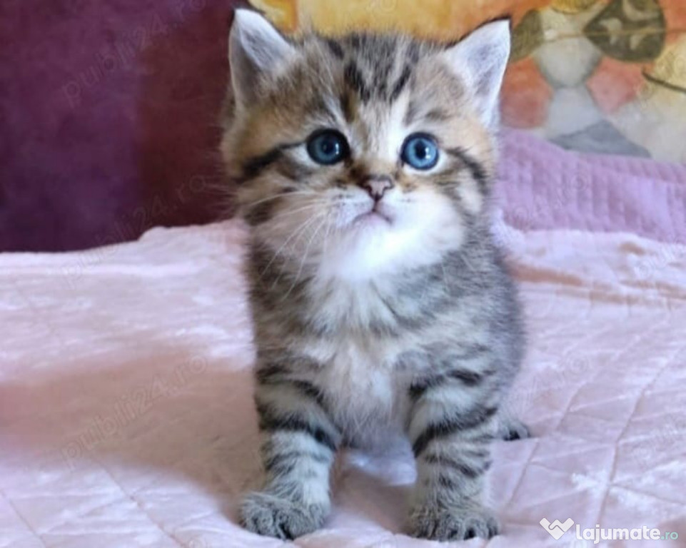 British Shorthair rasă pură