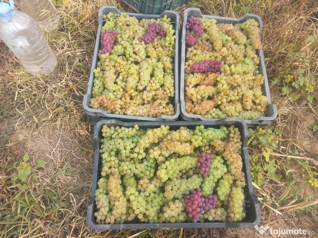 Struguri de vin ! Facem livrări la domiciliu