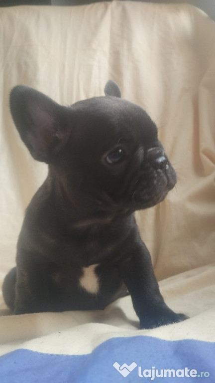 Mascul Bulldog francez