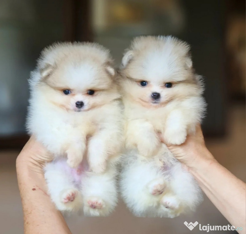 Spitz pitic german (Pomeranian)