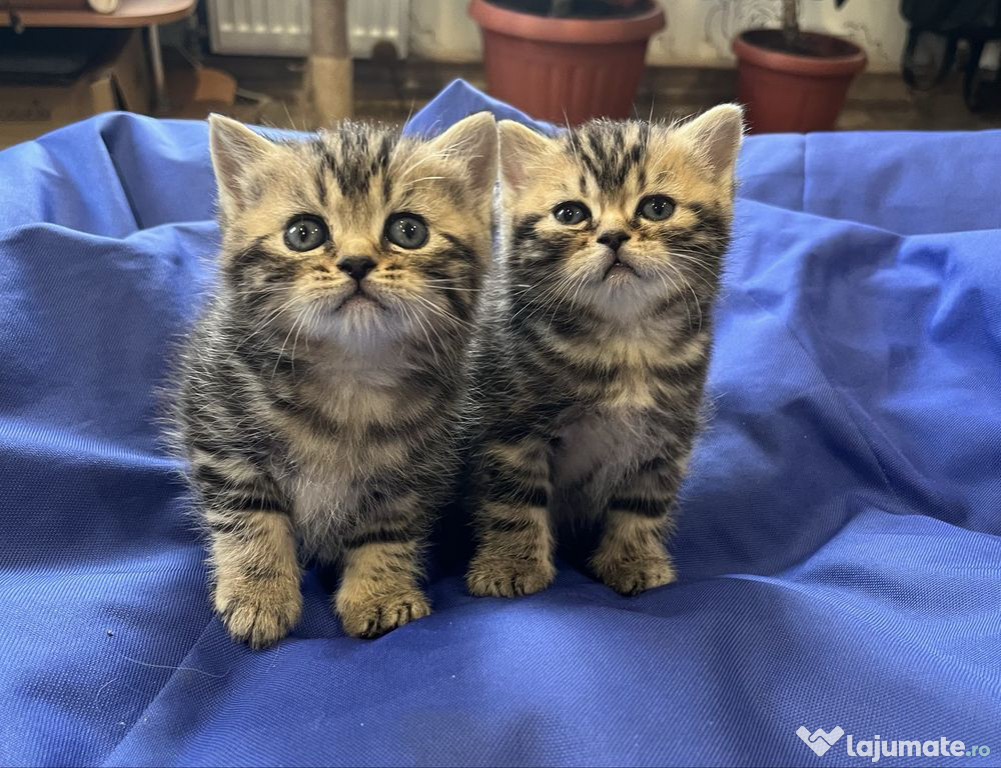British shorthair băieței și fetițe superbi