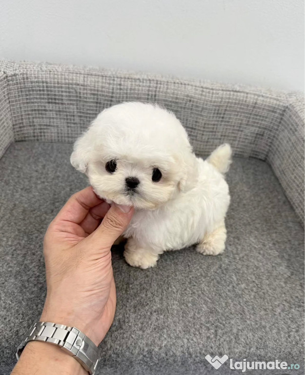 Bichon Maltez Mini Toy
