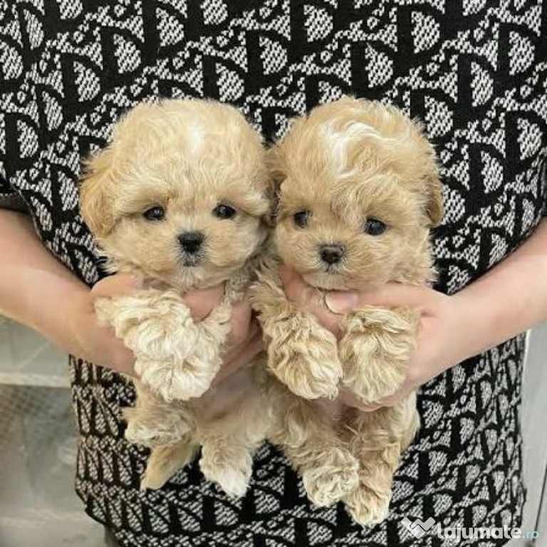Maltipoo mini talie foarte mica
