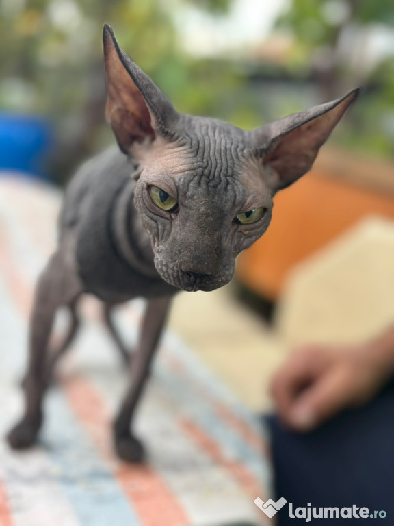 Pisica SPHINX preț 15 milioane