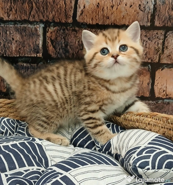 British shorthair pui