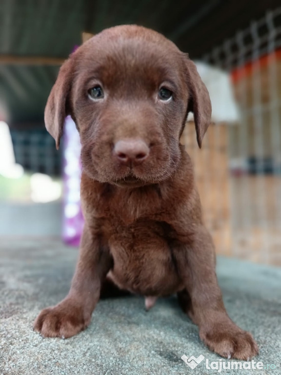 Labrador ciocolatiu Pedigree